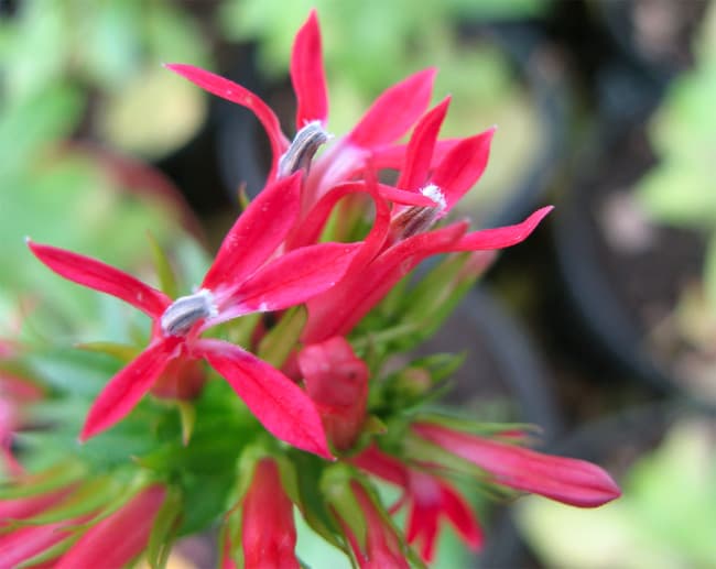 Red cardinal flower seeds